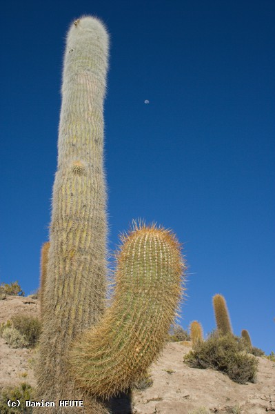 Majesteux cactus sur l'île d'Incahuasi