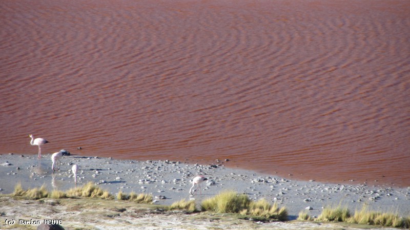 Flamants roses au bord de la Laguna Colorada