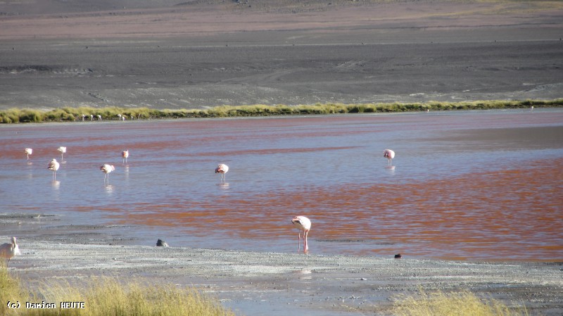 Flamants roses dans la Laguna Colorada