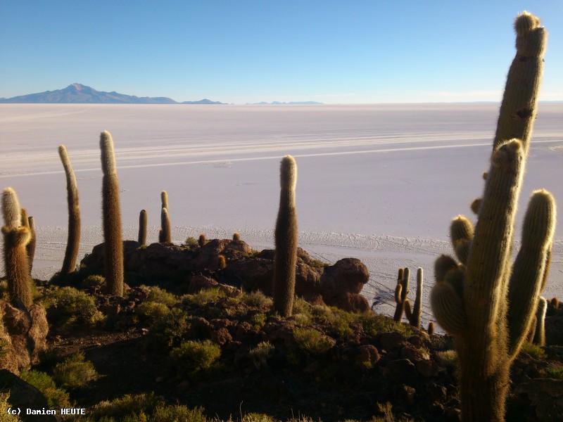 Isla Incahuasi au petit matin