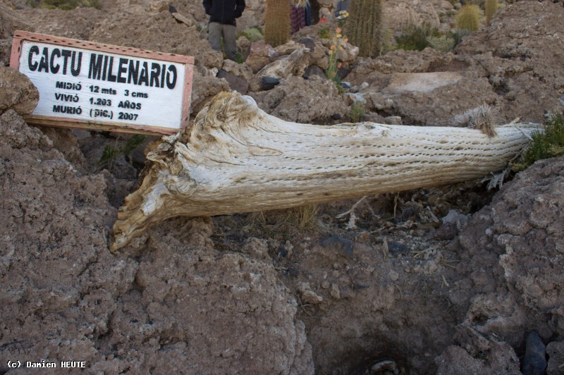Cactus millénaire sur l'Isla Incahuasi