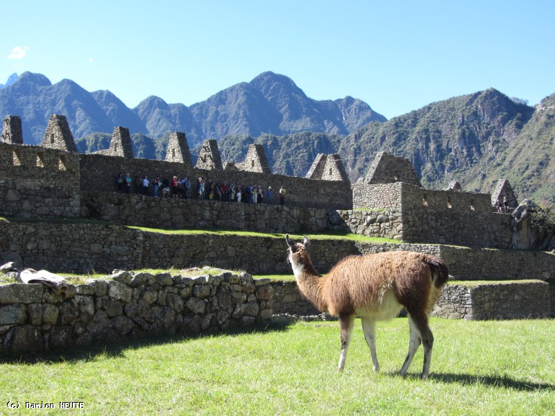 Lama au coeur du Machu Picchu